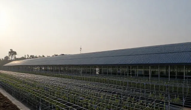 种苗供应选择与使用建议提升种植效率